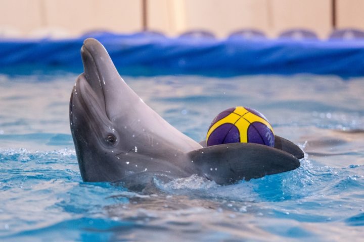 Дельфинарий в Грозном