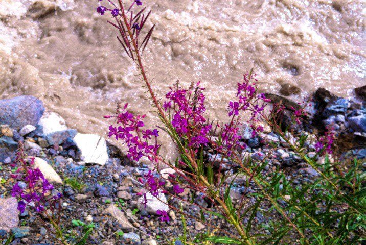 Цветы на берегах Кызылкола